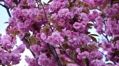 Güzel pembe sakura çiçekleri, yakın görüş