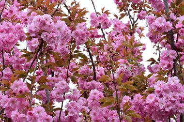 Bahçedeki güzel pembe sakura çiçekleri