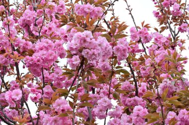 Bahçedeki güzel pembe sakura çiçekleri