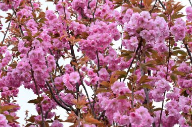 Bahçedeki güzel pembe sakura çiçekleri
