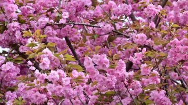 Güzel pembe sakura çiçekleri, yakın görüş