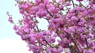 Güzel pembe sakura çiçekleri, yakın görüş