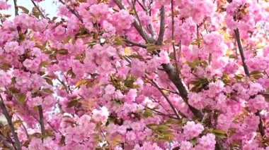 Güzel pembe sakura çiçekleri, yakın görüş