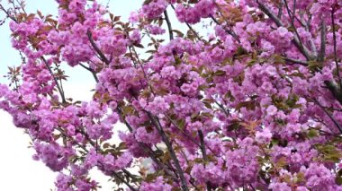 Güzel pembe sakura çiçekleri, yakın görüş