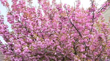 Güzel pembe sakura çiçekleri, yakın görüş
