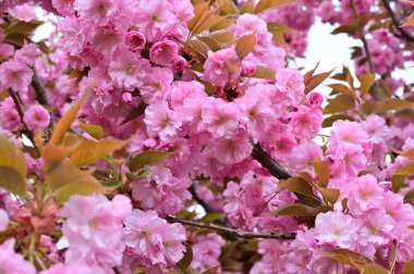 Bahçedeki güzel pembe sakura çiçekleri