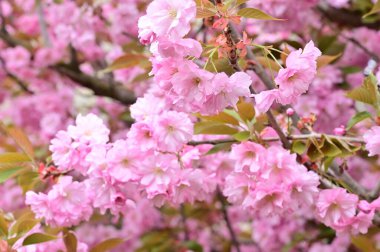 Bahçedeki güzel pembe sakura çiçekleri