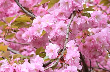 Bahçedeki güzel pembe sakura çiçekleri