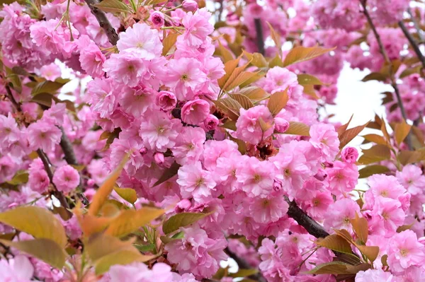 Beautiful Pink Sakura Flowers Garden — Stock Photo, Image