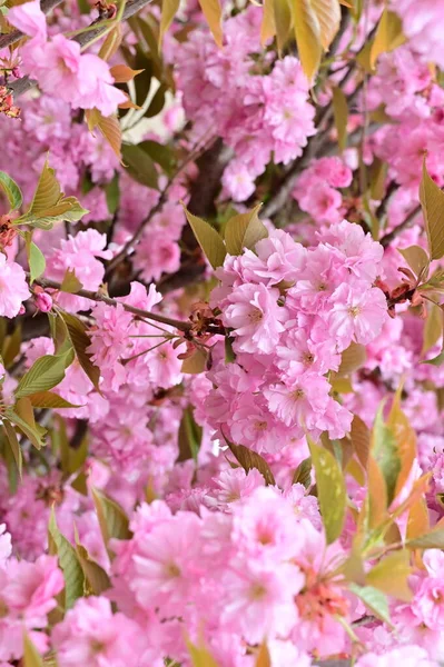 Beautiful Pink Sakura Flowers Garden — Stock Photo, Image
