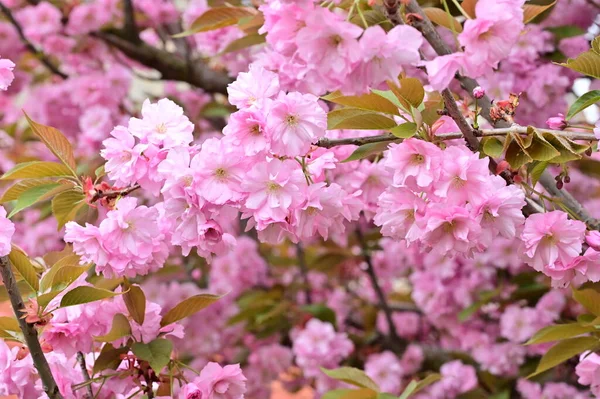 Belles Fleurs Roses Sakura Dans Jardin — Photo
