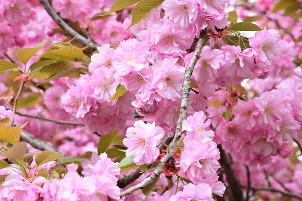 Красивые Розовые Цветы Сакуры Саду — стоковое фото