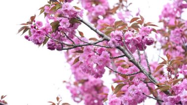 Güzel pembe sakura çiçekleri, yakın görüş