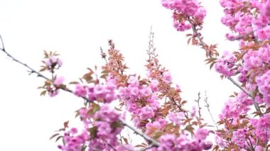 Güzel pembe sakura çiçekleri, yakın görüş