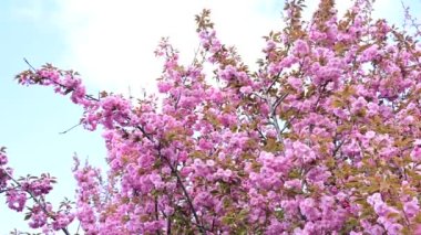 Güzel pembe sakura çiçekleri, yakın görüş