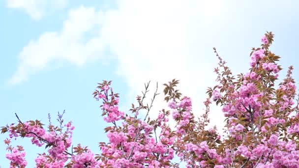 Красивые Розовые Соцветия Крупный План — стоковое видео