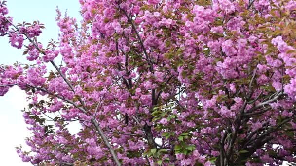 Beautiful Pink Sakura Flowers Close View — Stock Video