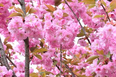 Bahçedeki güzel pembe sakura çiçekleri