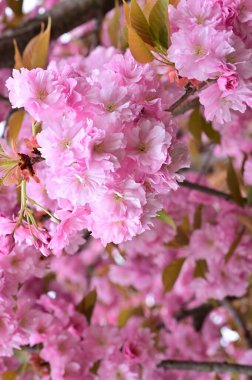 Bahçedeki güzel pembe sakura çiçekleri