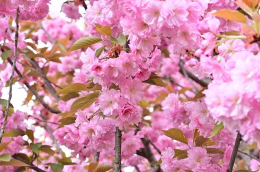 Bahçedeki güzel pembe sakura çiçekleri