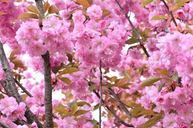 Bahçedeki güzel pembe sakura çiçekleri