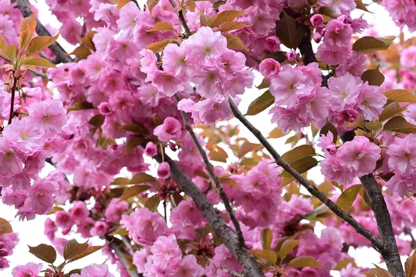 stock image beautiful pink sakura flowers in the garden