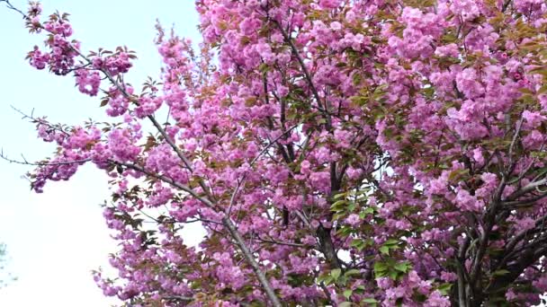 Belas Flores Sakura Rosa Vista Perto — Vídeo de Stock