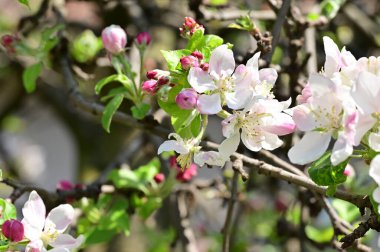 Güzel bahar arka plan ile çiçeklenme elma ağacı.
