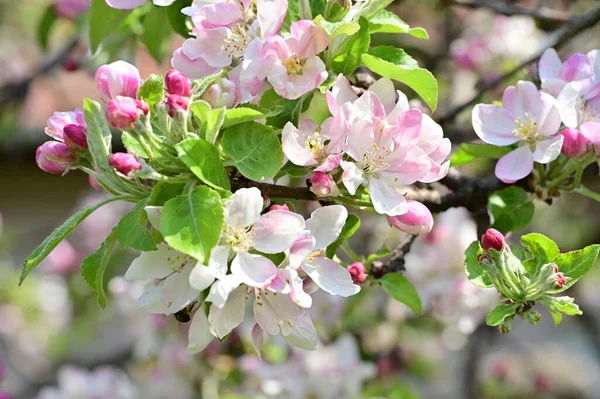 Prachtige Lente Achtergrond Met Bloeiende Appelboom — Stockfoto