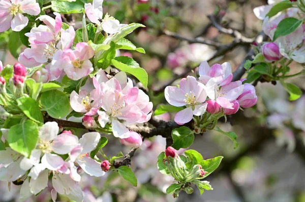 stock image beautiful spring background with blooming apple tree.