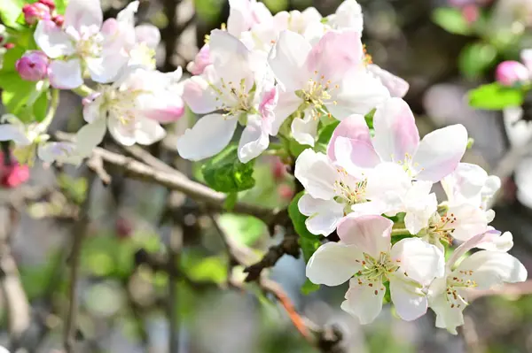 stock image beautiful spring background with blooming apple tree.