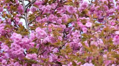 Güzel pembe sakura çiçekleri, yakın görüş