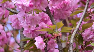 güzel pembe çiçekler Çiçek bahçesinde