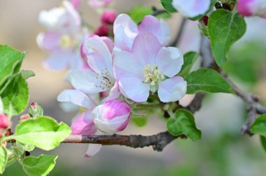Güzel bahar arka plan ile çiçeklenme elma ağacı.