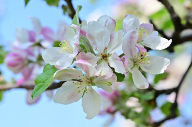 Güzel bahar arka plan ile çiçeklenme elma ağacı.