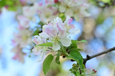 Güzel bahar arka plan ile çiçeklenme elma ağacı.