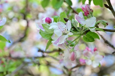 Güzel bahar arka plan ile çiçeklenme elma ağacı.
