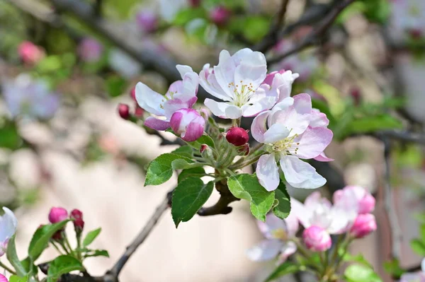 Vackra Våren Bakgrund Med Blommande Äppelträd — Stockfoto