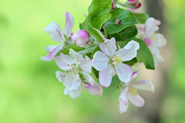 Szép Tavaszi Háttér Virágzó Almafa — Stock Fotó