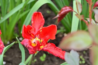 Bahçedeki güzel kırmızı lale