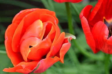 Bahçedeki güzel kırmızı çiçekler