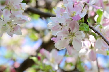 Güzel bahar arka plan ile çiçeklenme elma ağacı.