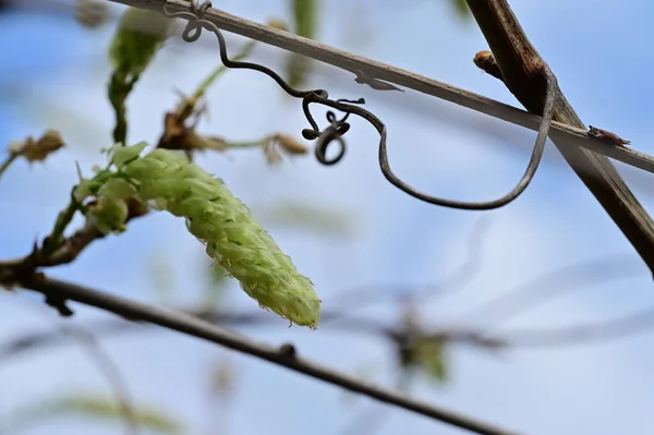 木の上の春の芽 — ストック写真