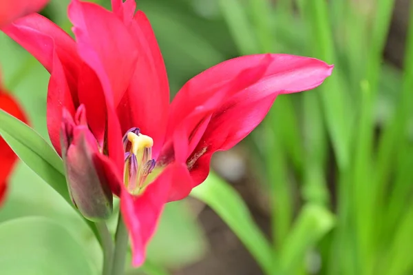 Gyönyörű Piros Tulipán Kertben — Stock Fotó