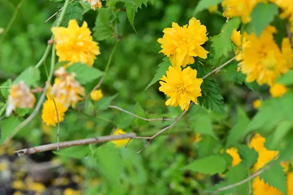 Желтые Цветы Саду Крупный План Цветочный Фон — стоковое фото