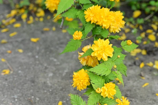Flores Amarillas Jardín Vista Cerca Fondo Floral —  Fotos de Stock