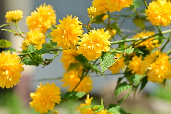 Sárga Virágok Kertben Közeli Kilátás Virágos Háttér — Stock Fotó