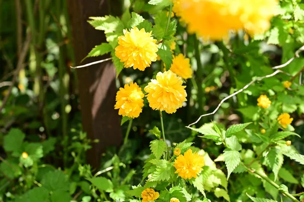 Желтые Цветы Саду Крупный План Цветочный Фон — стоковое фото