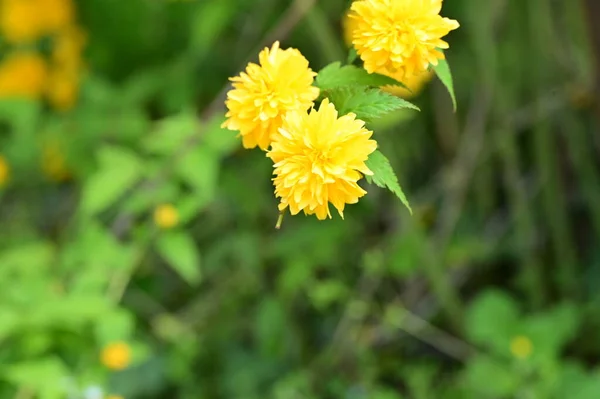 Flores Amarelas Jardim Vista Perto Fundo Floral — Fotografia de Stock