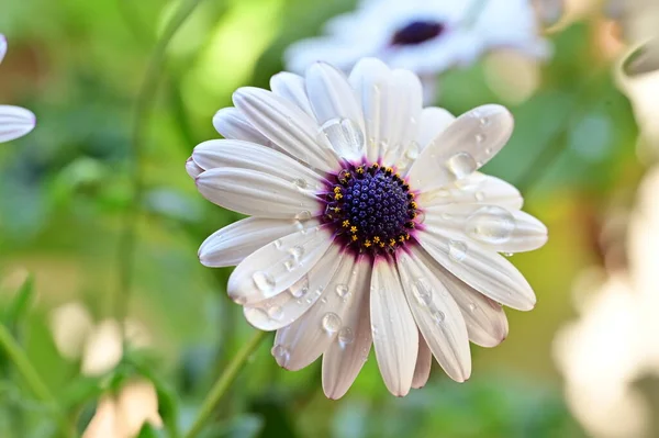Όμορφα Λευκά Και Μοβ Λουλούδια Στον Κήπο — Φωτογραφία Αρχείου